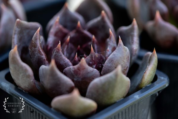 Echeveria Black Prince - Well rooted UK grown succulents