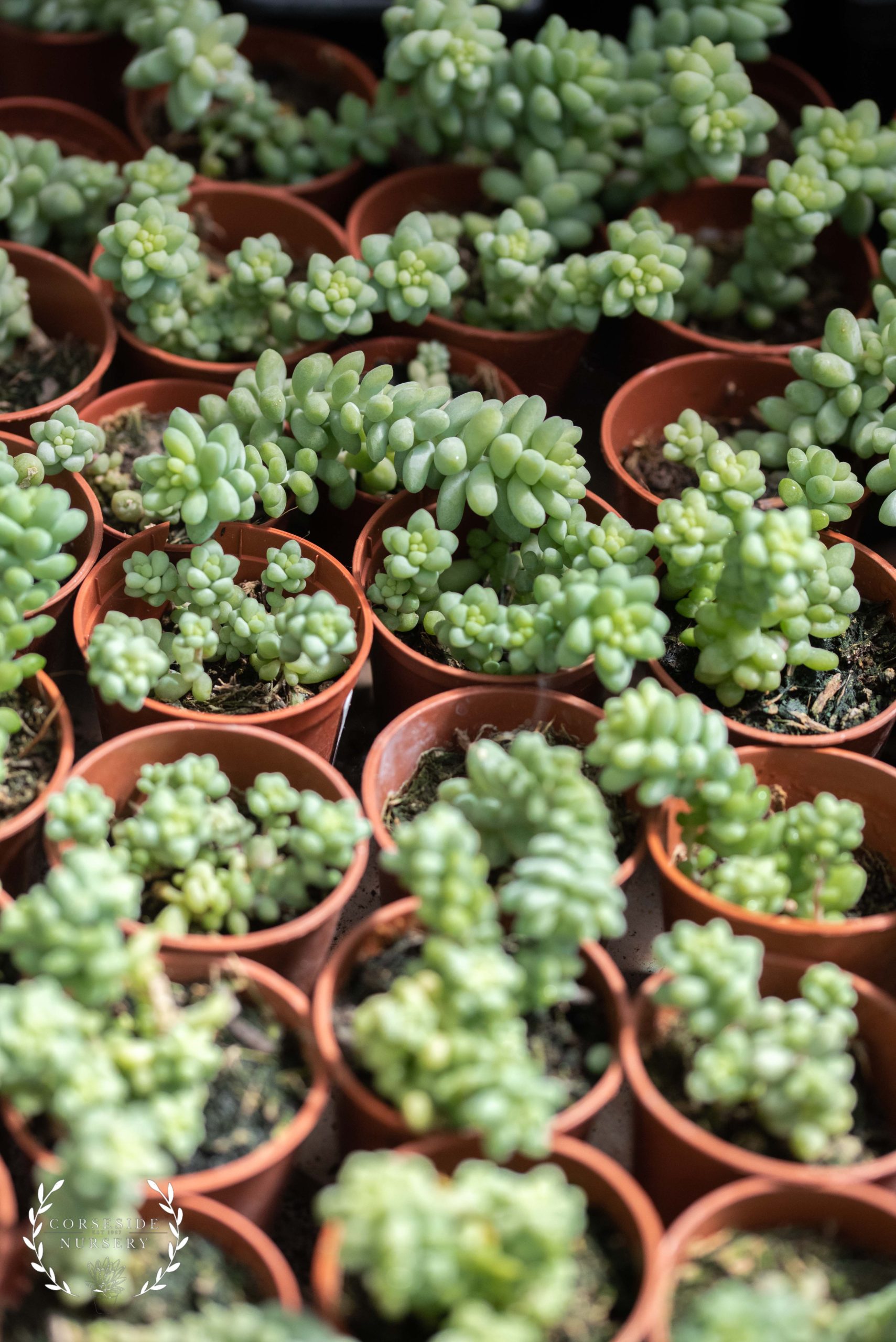 Sedum Morganianum Burrito Well Rooted UK Grown Succulents sedum-morganianum-burrito-well-rooted-uk-grown-succulents