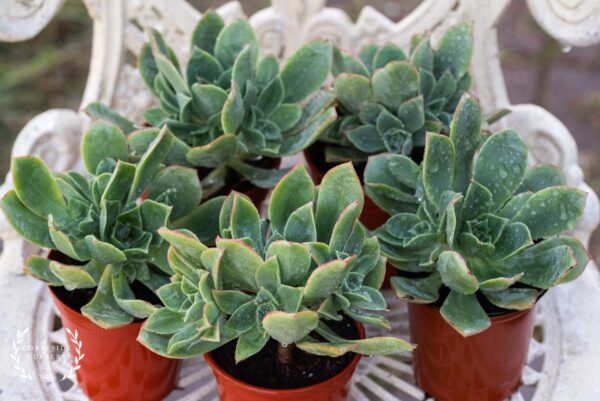 Aeonium "OZ" - Haworthii Hybrid - Well rooted, potted succulent - UK GROWN