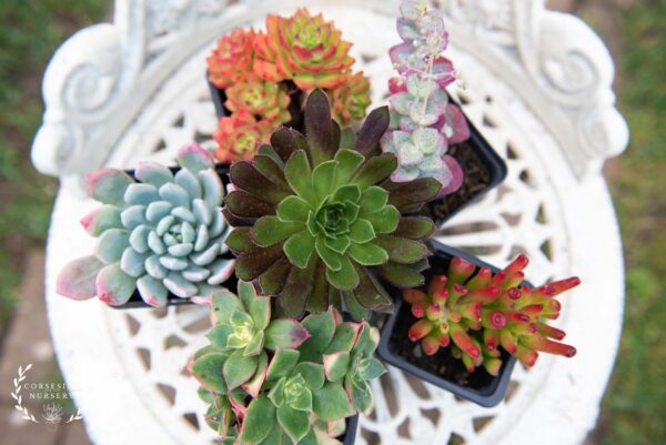 Succulent Chameleon Collection - Colour Changing UK Grown Succulents - FREE DELIVERY