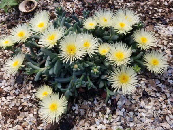 Corpuscularia Taylorii - Yellow Flower - Grey Chunky Outdoor Ice Plant