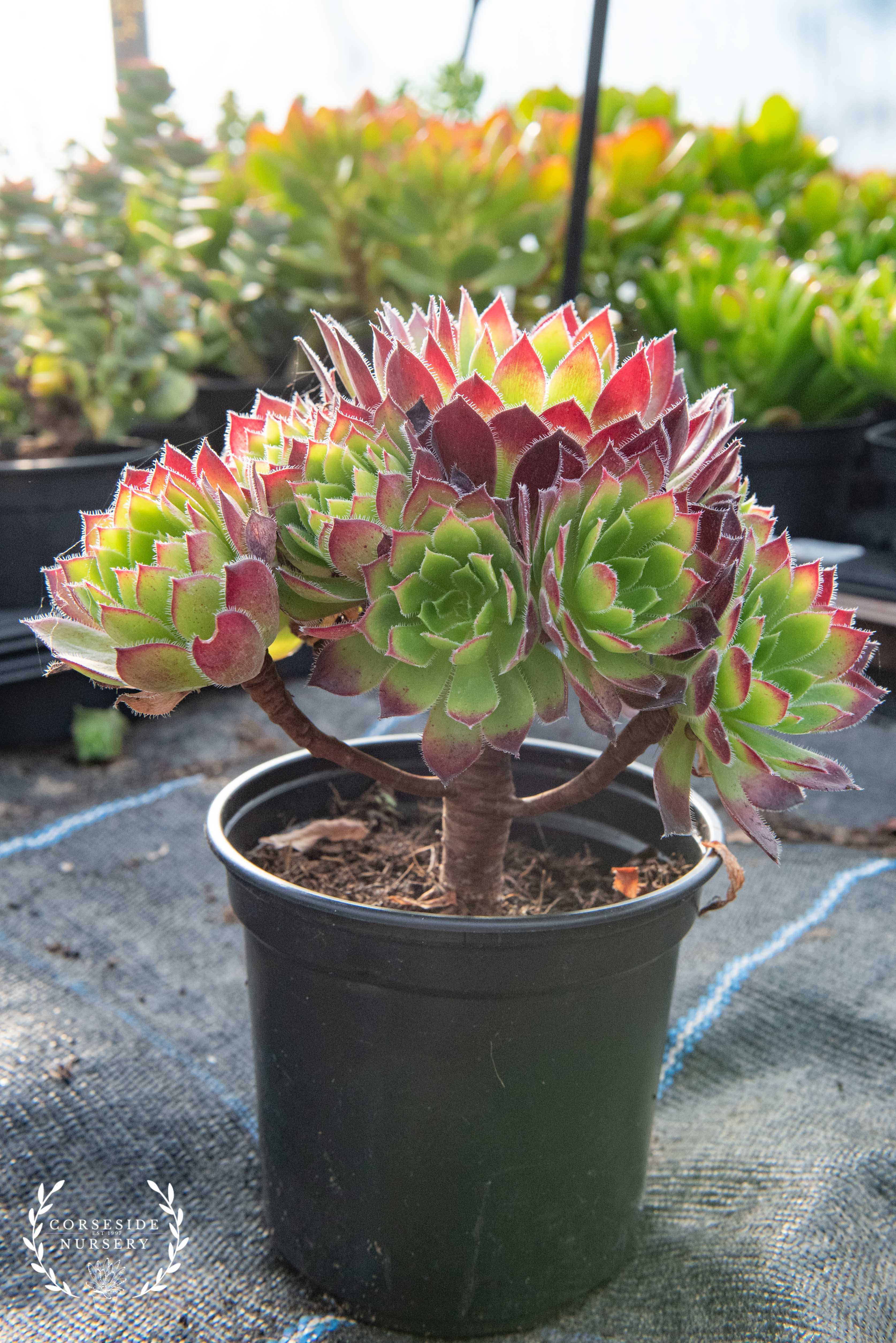 Aeonium ‘Torchbearer’ – Well rooted Succulents – Corseside Nursery ...