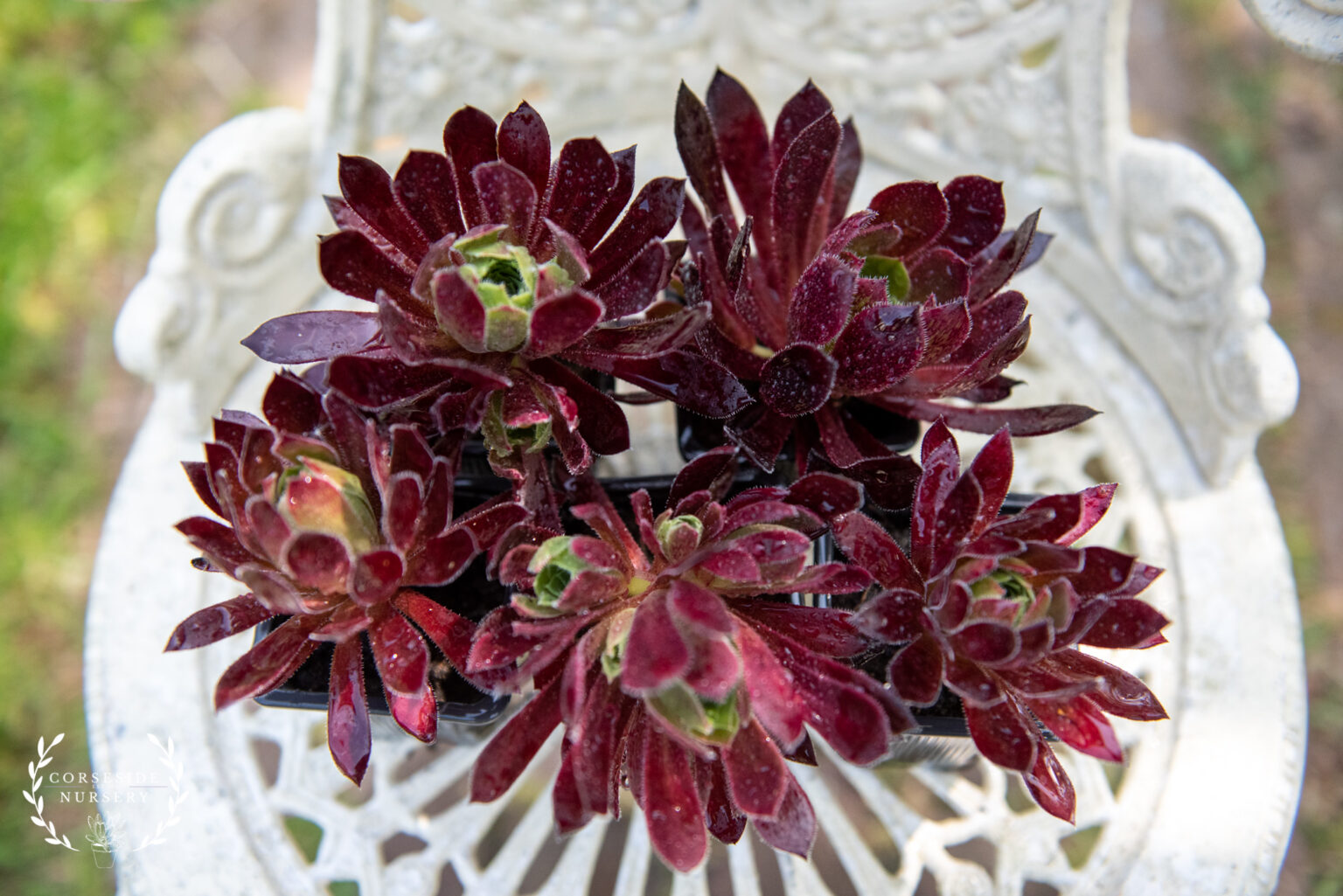 Ruby Succulent Aeonium ‘Torchbearer’ – Well rooted Succulents – Corseside Nursery ...