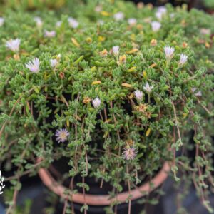 Drosanthemum Sp. - Pale Pink/White - Fast Growing - Trialing Ice Plant