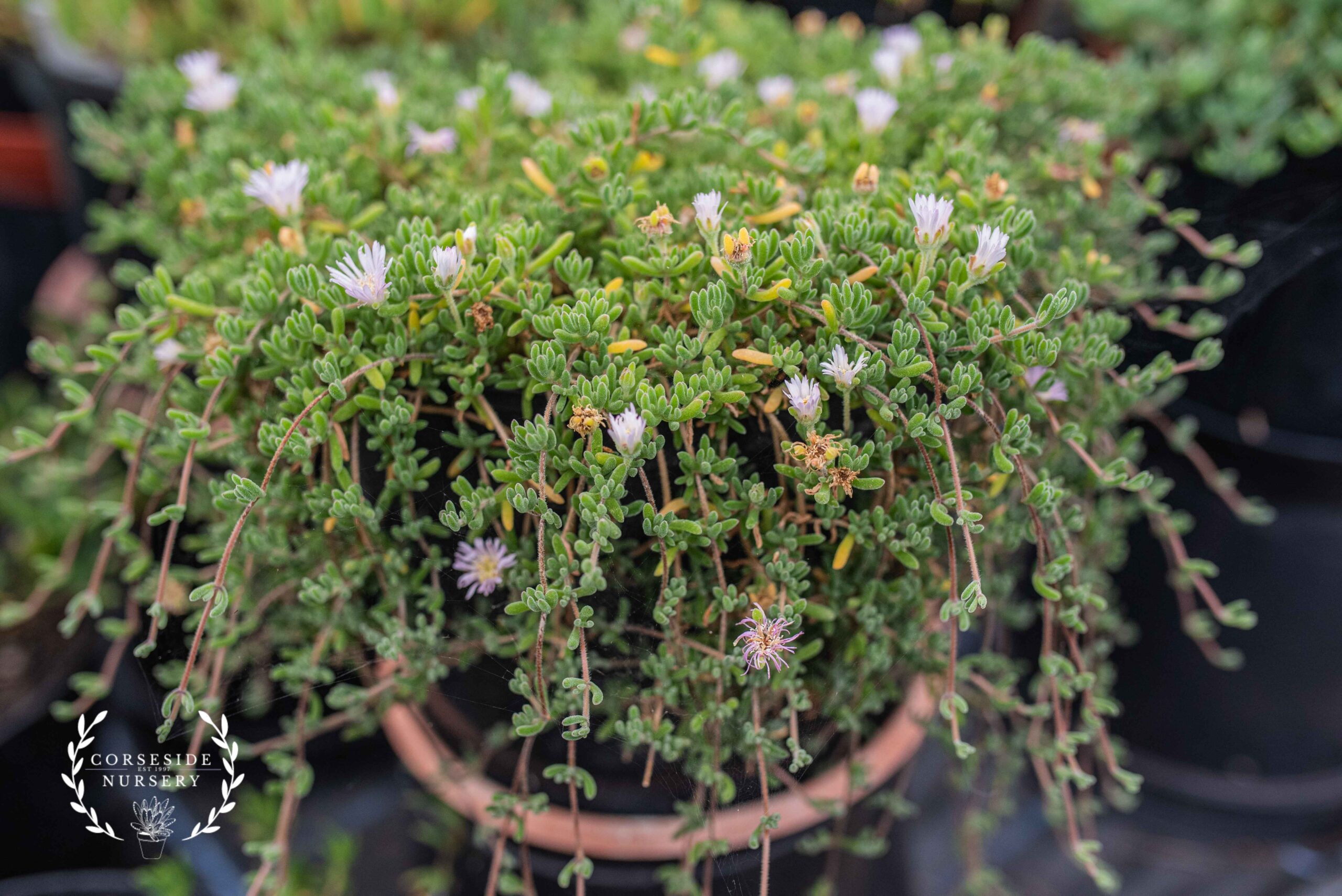 Drosanthemum Sp. - Pale Pink/White - Fast Growing - Trialing Ice Plant