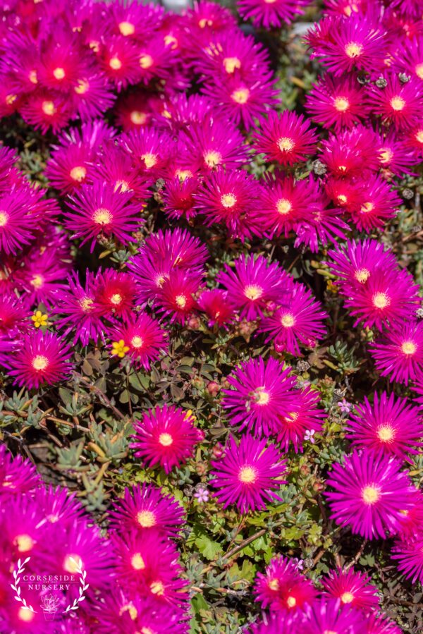 Magenta Lampranthus - well rooted plug modules - Vibrant Neon Pink Ice Plant
