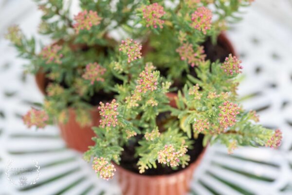 Crassula Sarcocaulis - UK Grown Hardy Tree/Shrub Succulent with Pink Flowers