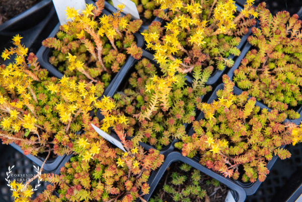 Sedum Sexangulare - UK Grown Rockery Succulent