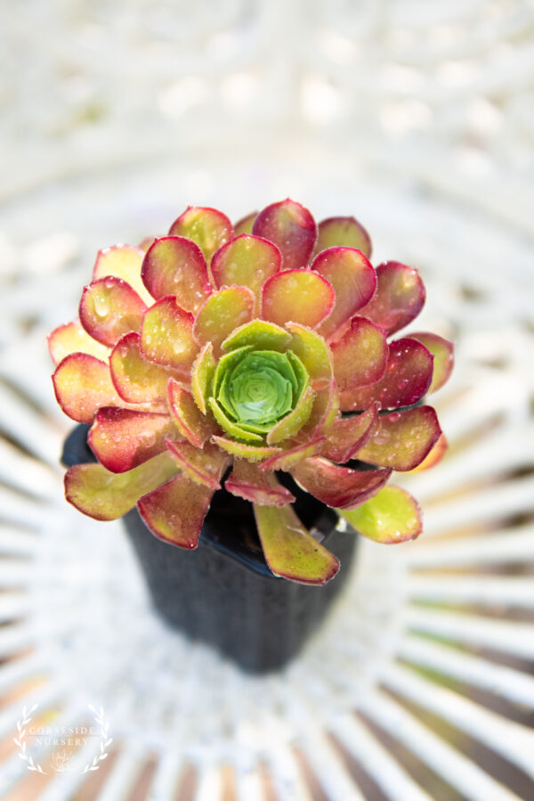 Aeonium 'Rosie P' - Corseside Nursery Arboreum Hybrid