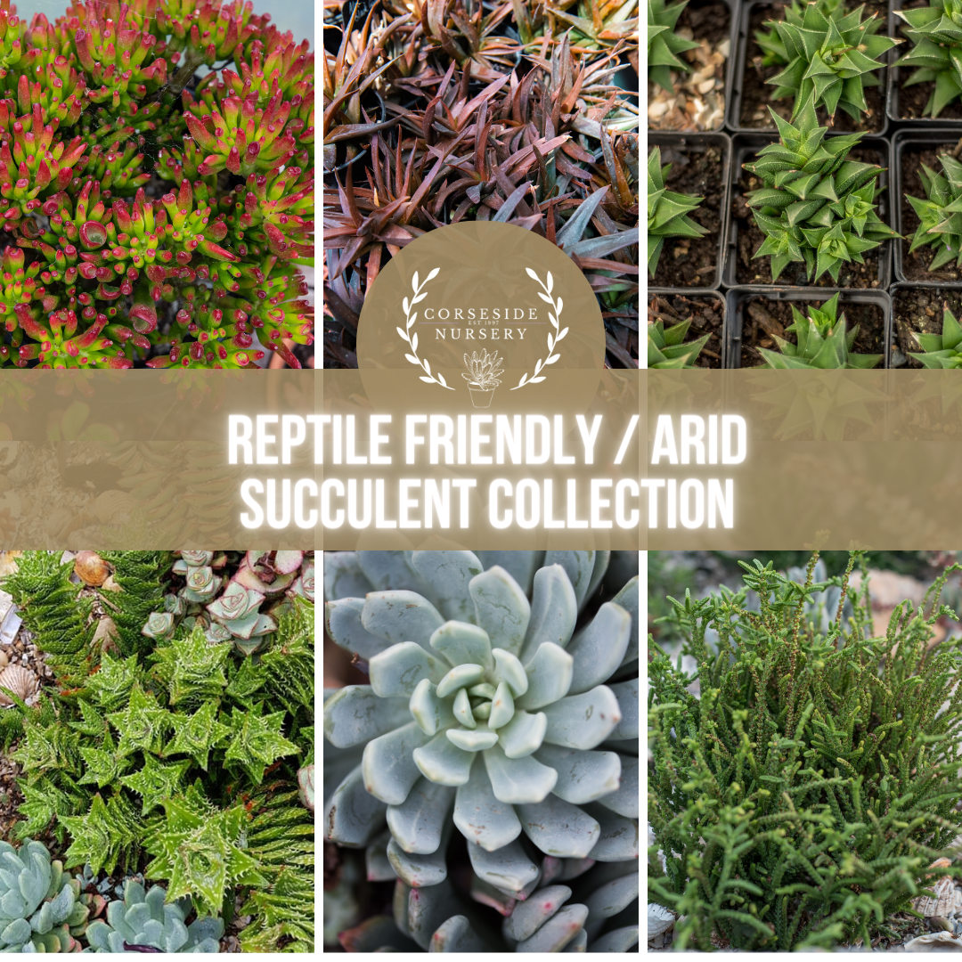 Reptile Friendly Desert / Arid - Non Toxic -  Terrarium / Vivarium Succulents