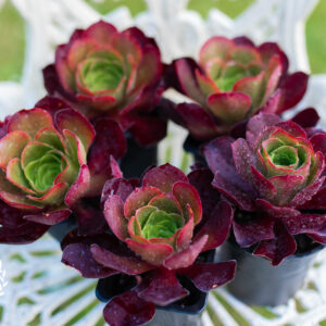 Aeonium Pomegranate - Large Rosette - Live - Well Rooted Succulent from Corseside Nursery