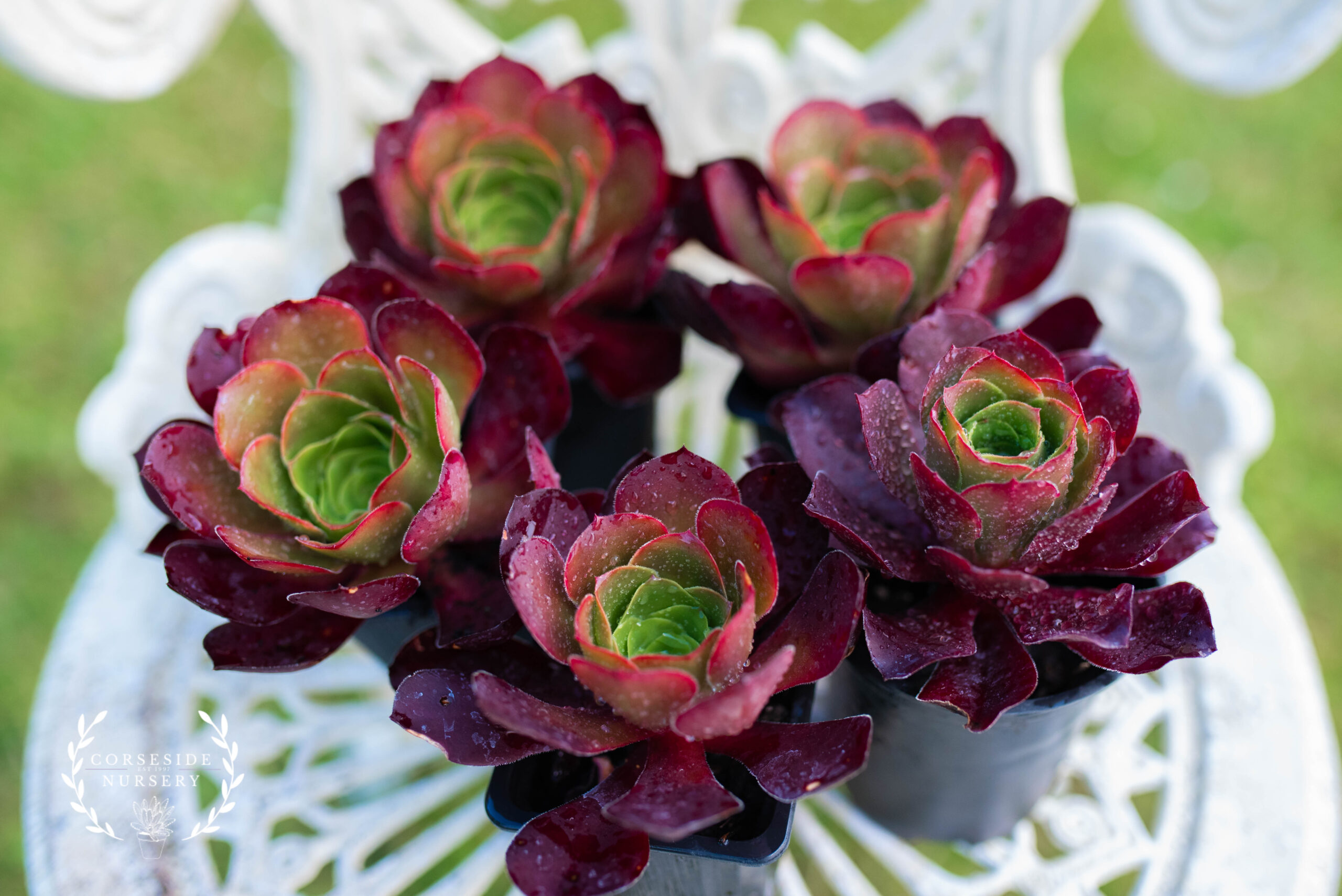 Aeonium Pomegranate - Large Rosette - Live - Well Rooted Succulent from Corseside Nursery