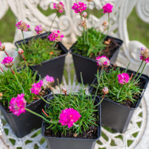 Pink Seathrift - Armeria Maritima Dusseldorf Pride - Alpine/ Rockery plant