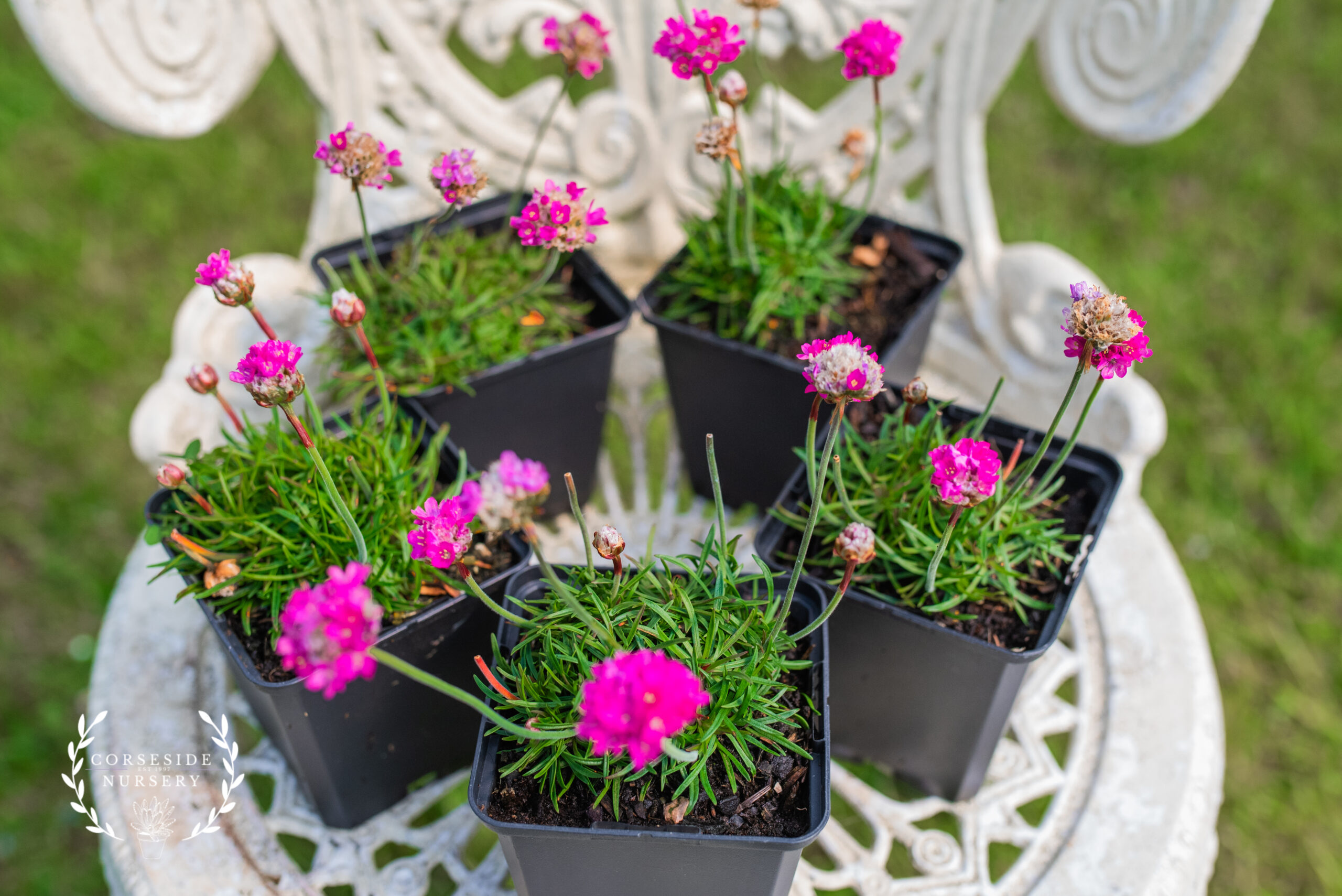 Pink Seathrift - Armeria Maritima Dusseldorf Pride - Alpine/ Rockery plant
