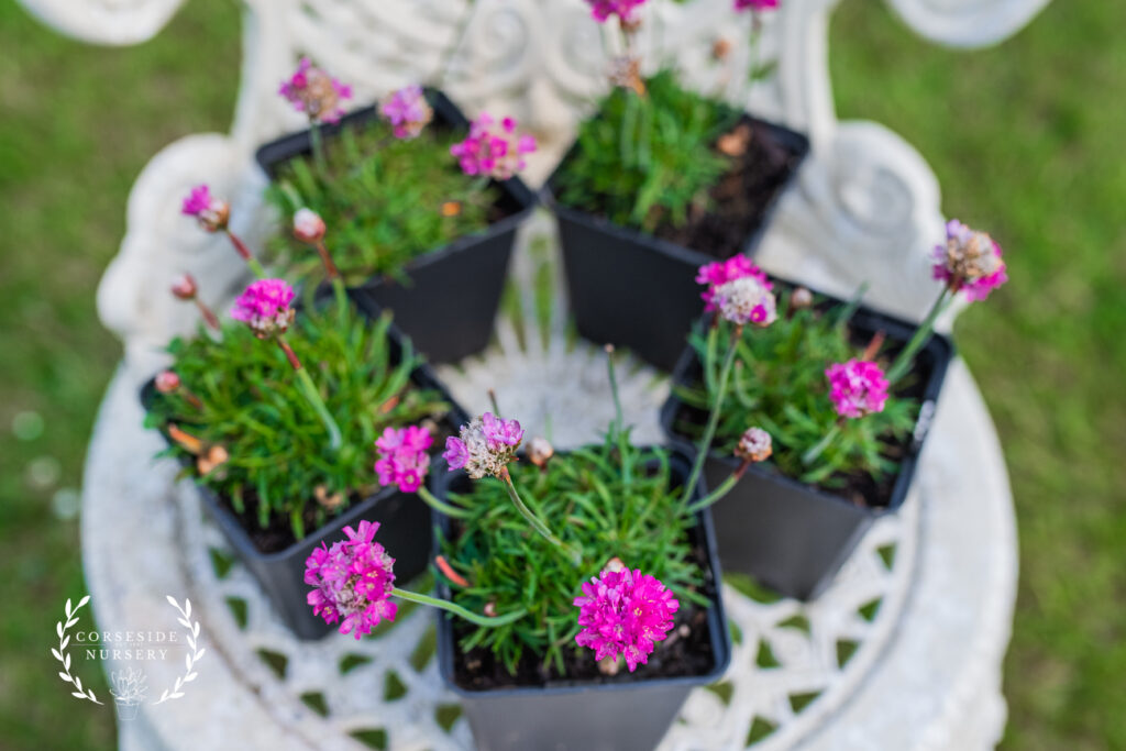 Pink Seathrift Armeria Maritima Dusseldorf Pride Alpine/ Rockery