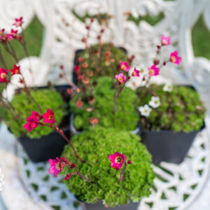 Saxifraga Collection - Trio of large 'cushion' / 'mossy' alpine plants for Rockeries