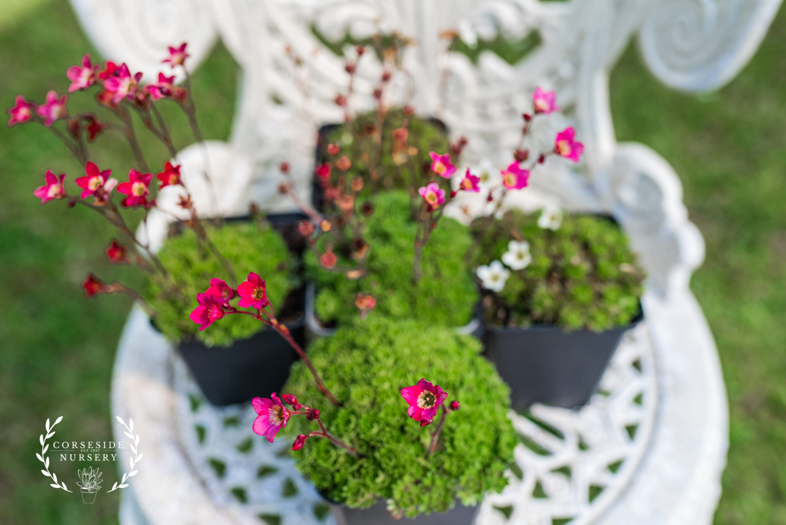 Saxifraga Collection - Trio of large 'cushion' / 'mossy' alpine plants for Rockeries