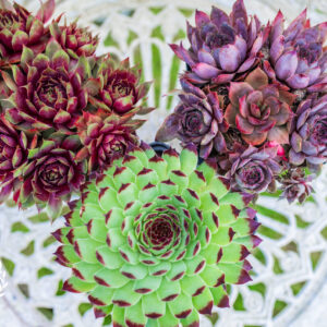 Sempervivum - Trio of large, potted - hardy outdoor succulents for rockeries- 'Houseleeks'