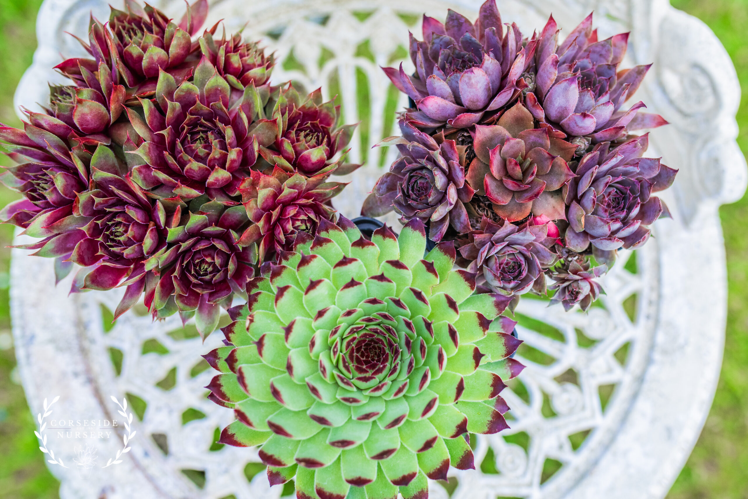 Sempervivum - Trio of large, potted - hardy outdoor succulents for rockeries- 'Houseleeks'
