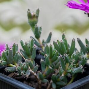 Trichodiadema Pink - UK Grown Succulent - Ice Plant - Bonsai