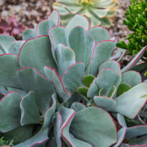 Cotyledon Orbiculata 'Pigs Ear' - UK Grown Succulent