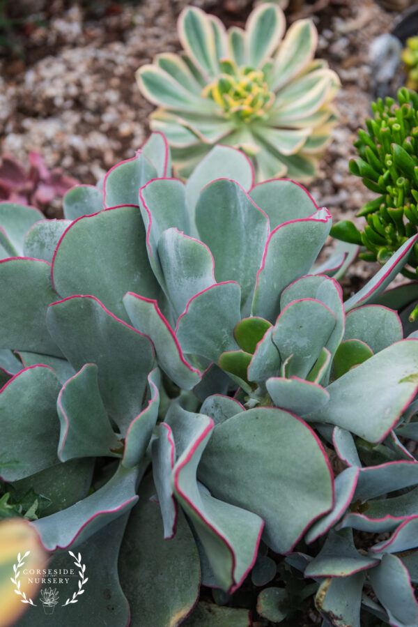 Cotyledon Orbiculata 'Pigs Ear' - UK Grown Succulent