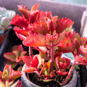 Kalanchoe Sexangularis - UK Grown Succulents (Six Angled Kalanchoe)