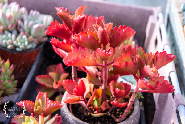 Kalanchoe Sexangularis - UK Grown Succulents (Six Angled Kalanchoe)