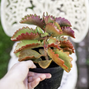 Kalanchoe Sexangularis - UK Grown Succulents (Six Angled Kalanchoe)