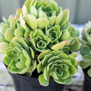 Aeonium 'Goblin' - UK Grown Succulents
