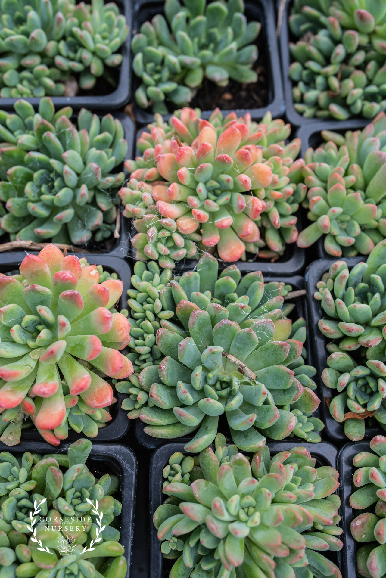 Dwarf Echeveria Hybrid - UK Grown Succulent
