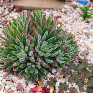 Echeveria setosa 'Arrow' - UK Grown Succulent