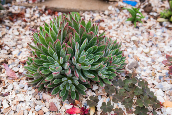 Echeveria setosa 'Arrow' - UK Grown Succulent