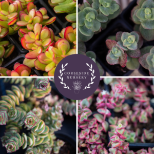 Crassula Large Cuttings Collection - From Corseside Nursery UK