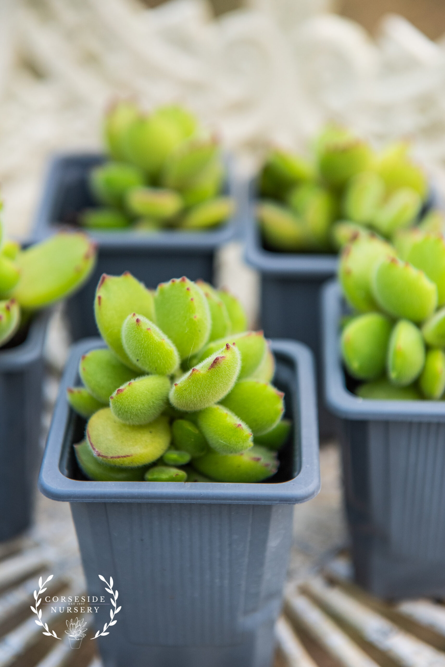 Cotyledon tomentosa 'Bears Paw' Succulent - LIVE Plants - UK Grower