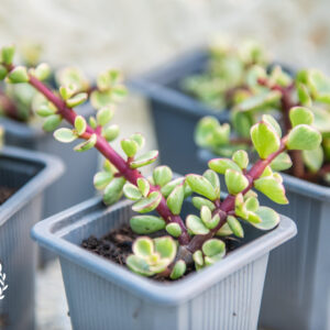 Portulacaria afra ‘Variegata' - Elephants Bush - UK Grown Succulent - LIVE plants