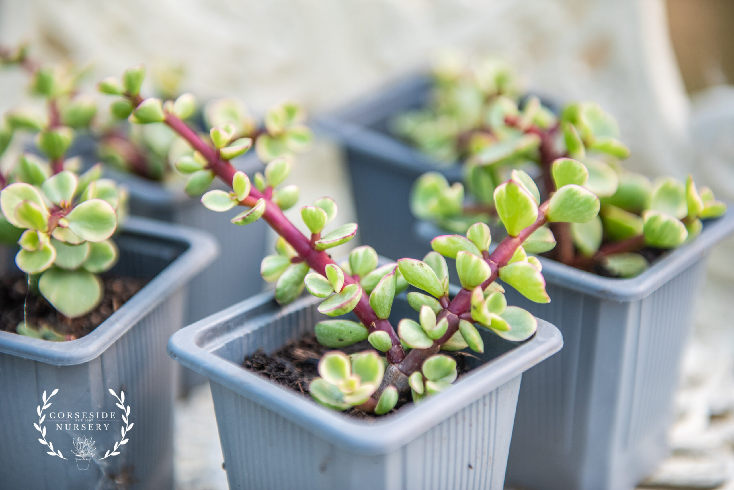 Portulacaria afra ‘Variegata' - Elephants Bush - UK Grown Succulent - LIVE plants