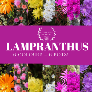 6 Colours - Potted Lampranthus Collection (Ice Plant) - Free UK Delivery