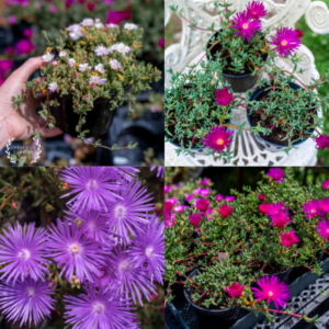 Premium Size Ice Plant (1 Litre Pot) – Established Flowering Outdoor Succulents