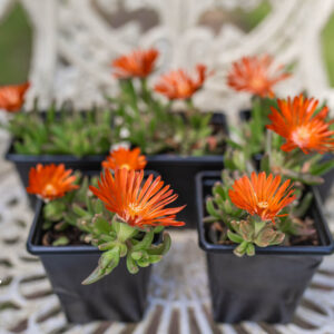 Delosperma - Brunt Orange - Outdoor Flowering Rockery Ice Plant