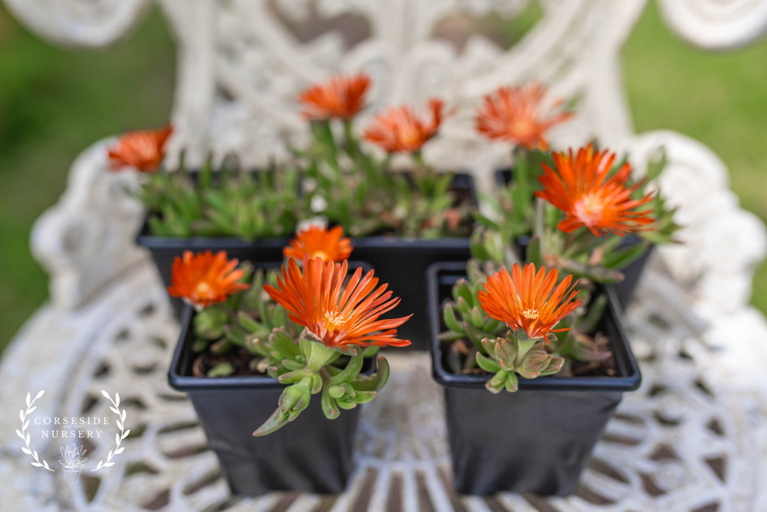 Delosperma - Brunt Orange - Outdoor Flowering Rockery Ice Plant