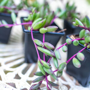 Othonna capensis - Ruby Necklace - Trailing Succulent - UK Grown