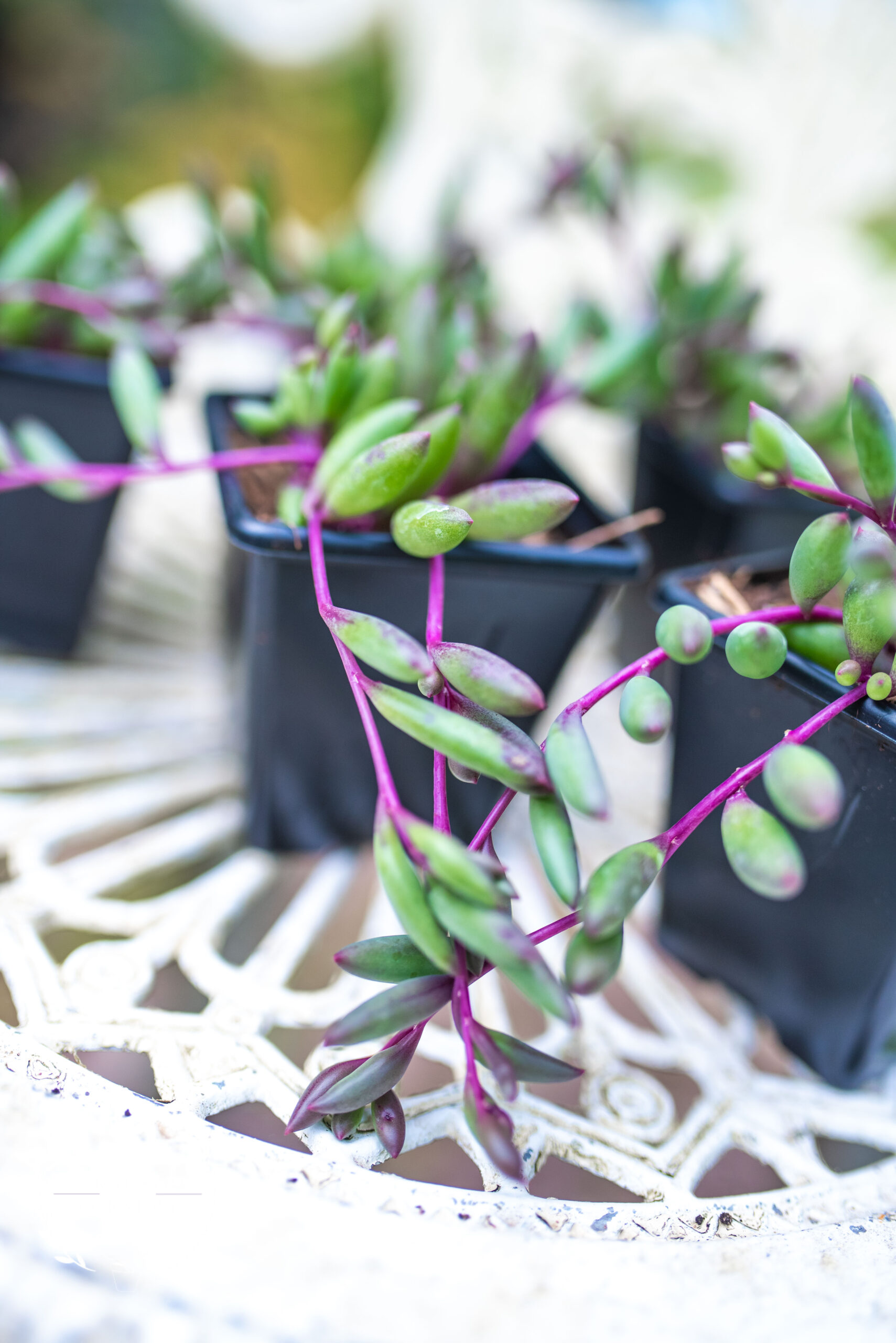 Othonna capensis - Ruby Necklace - Trailing Succulent - UK Grown