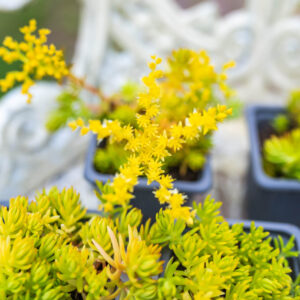 Sedum Rupestre 'Angelina' GOLD - Coastal Hardy Outdoor succulent