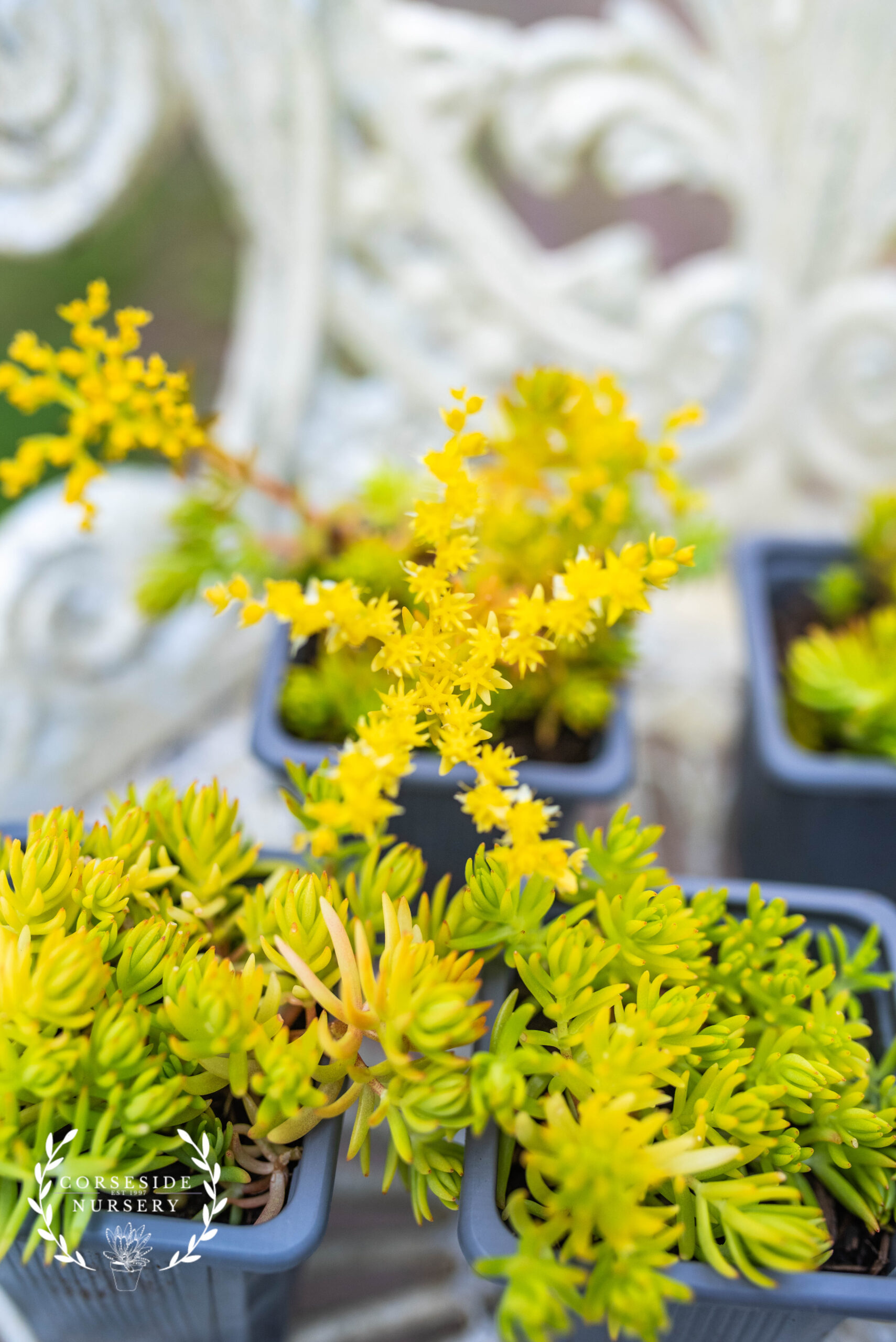 Sedum Rupestre 'Angelina' GOLD - Coastal Hardy Outdoor succulent