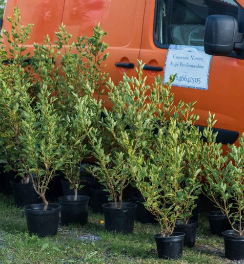 Griselina coastal hardy hedging plant pembrokeshire laurel delivery buy online click and collect evergreen fast growing easy care local-1-2 (13)