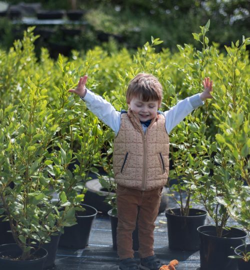 Griselina coastal hardy hedging plant pembrokeshire laurel delivery buy online click and collect evergreen fast growing easy care local-1-2 (2)